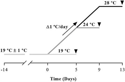 Temperature Affects Musculoskeletal Development and Muscle Lipid Metabolism of Gilthead Sea Bream (Sparus aurata)